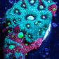 Favites Coral - WYSIWYG Frag Favites Coral - WYSIWYG Frag Aquarium Decor Favites Coral - WYSIWYG Frag Zeo Box Reef