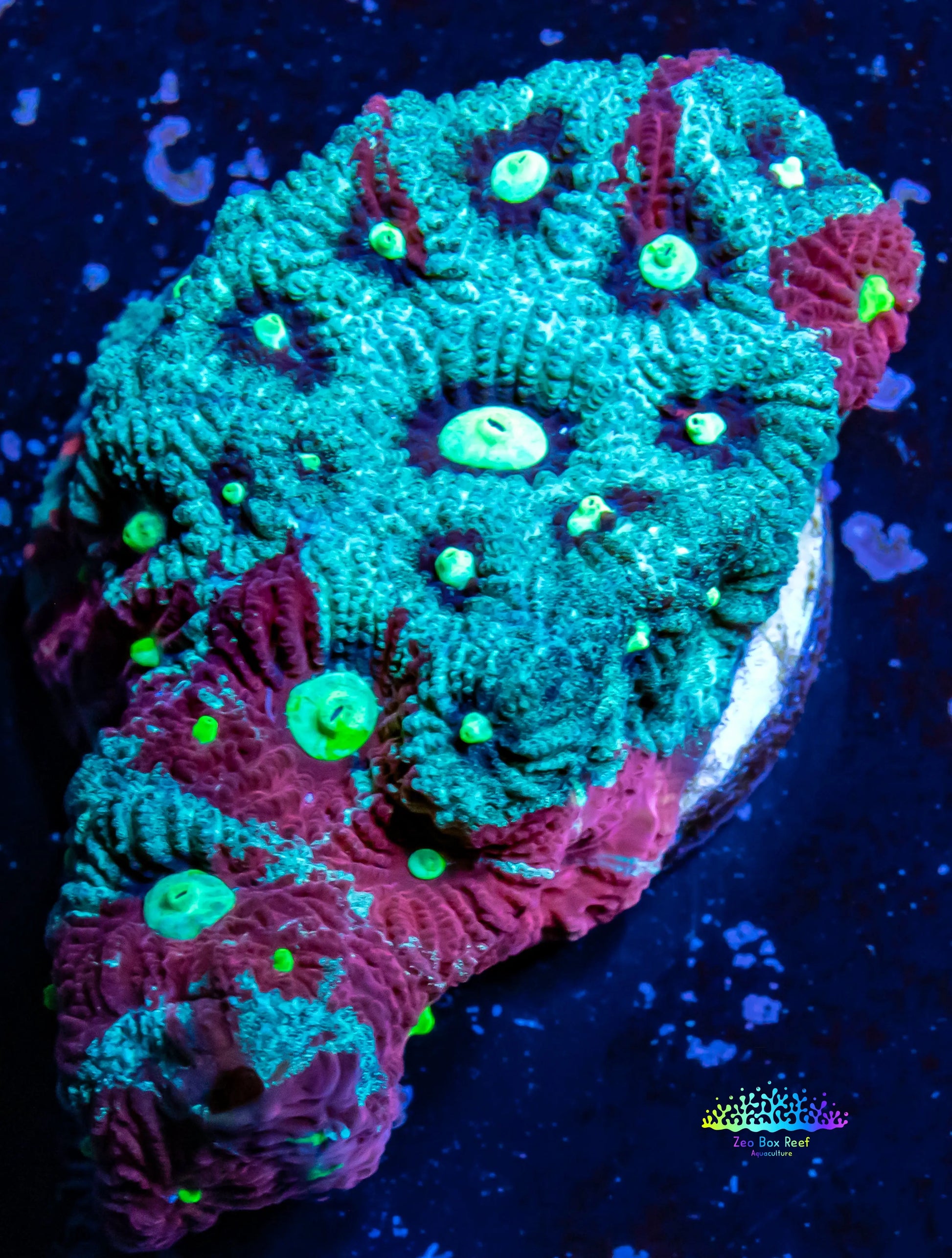 Favites Coral - WYSIWYG Frag Favites Coral - WYSIWYG Frag Aquarium Decor Favites Coral - WYSIWYG Frag Zeo Box Reef