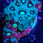 Favites Coral - WYSIWYG Frag Favites Coral - WYSIWYG Frag Aquarium Decor Favites Coral - WYSIWYG Frag Zeo Box Reef