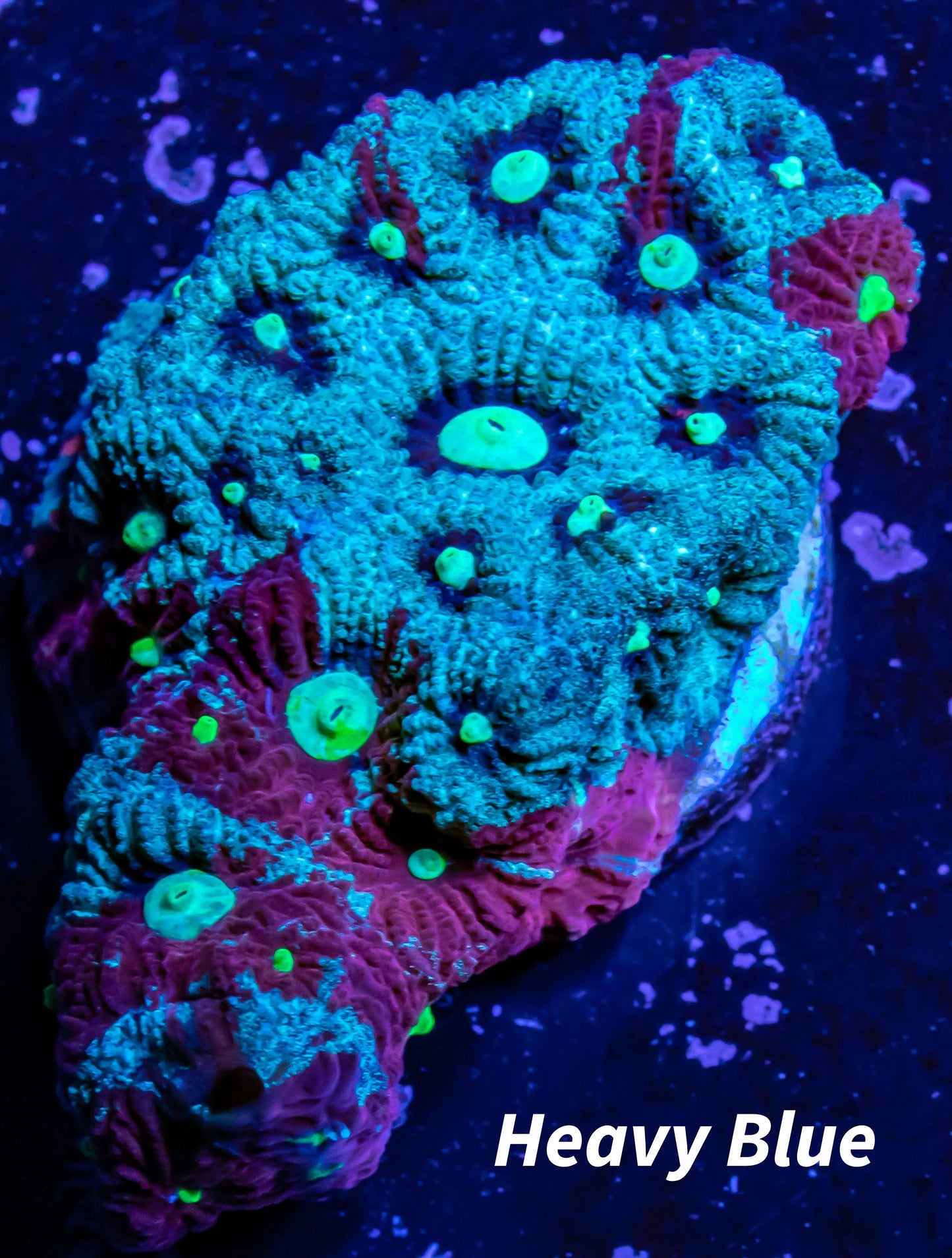 Favites Coral - WYSIWYG Frag Favites Coral - WYSIWYG Frag Aquarium Decor Favites Coral - WYSIWYG Frag Zeo Box Reef