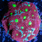 Favites Coral - WYSIWYG Frag Favites Coral - WYSIWYG Frag Aquarium Decor Favites Coral - WYSIWYG Frag Zeo Box Reef