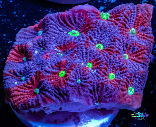 Favites Coral - purple, red and yellow  Frag Favites Coral - purple, red and yellow  Frag Aquarium Decor Favites Coral - purple, red and yellow  Frag Zeo Box Reef