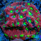 Favites Coral - Frag WYSIWYG Favites Coral - Frag WYSIWYG Aquarium Decor Favites Coral - Frag WYSIWYG Zeo Box Reef