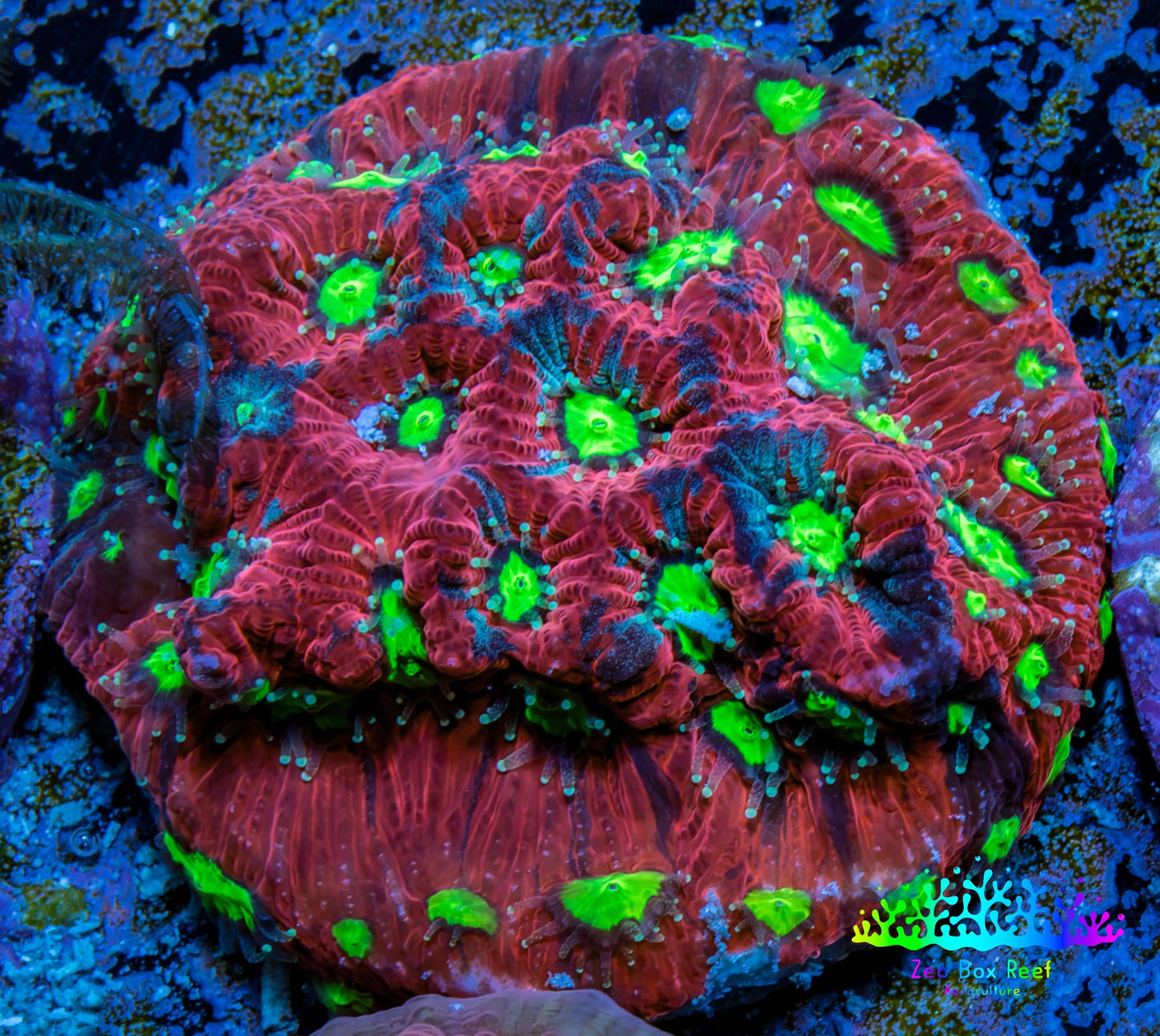 Favites Coral - Frag WYSIWYG Favites Coral - Frag WYSIWYG Aquarium Decor Favites Coral - Frag WYSIWYG Zeo Box Reef