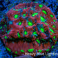Favites Coral - Frag WYSIWYG Favites Coral - Frag WYSIWYG Aquarium Decor Favites Coral - Frag WYSIWYG Zeo Box Reef