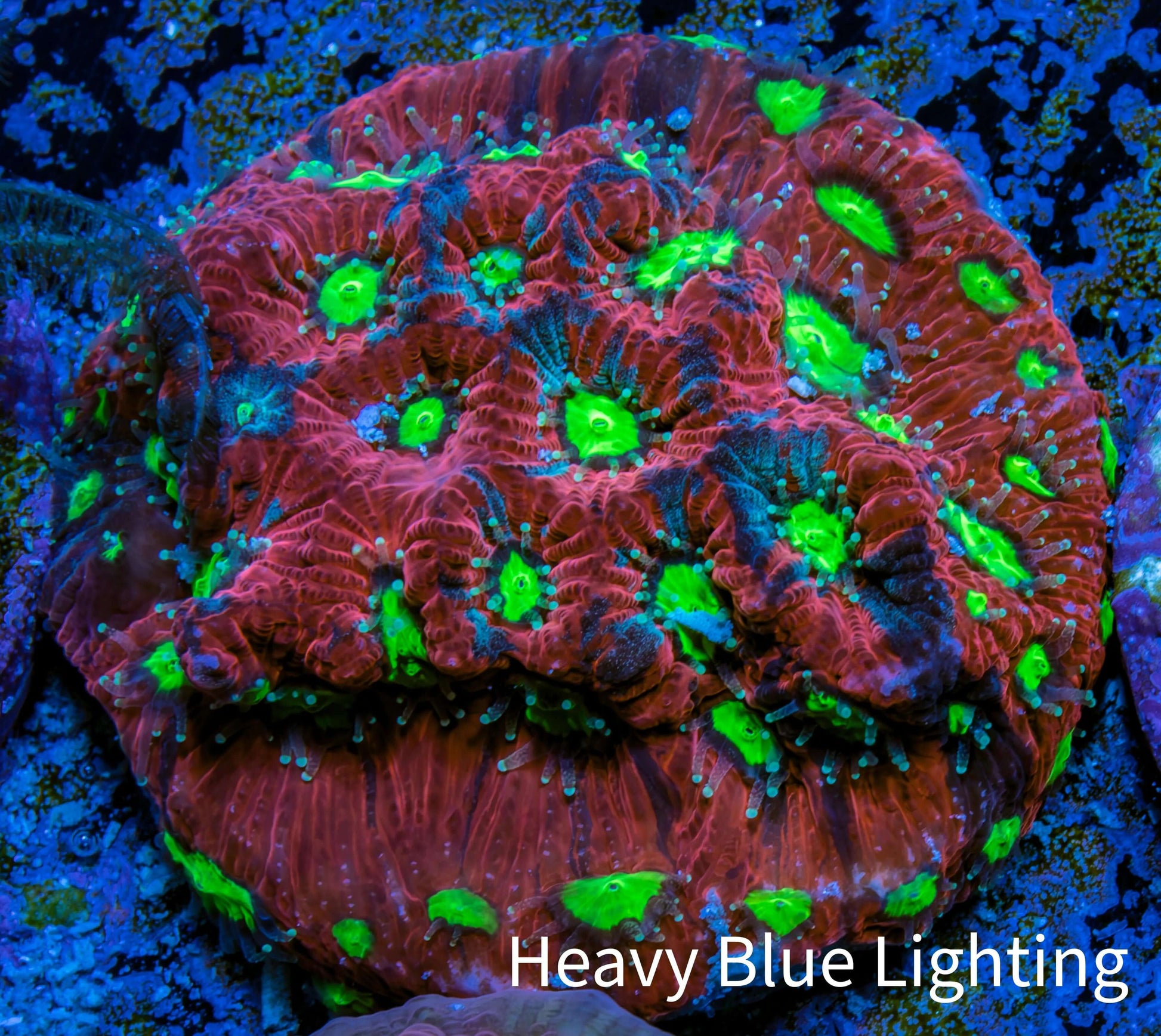 Favites Coral - Frag WYSIWYG Favites Coral - Frag WYSIWYG Aquarium Decor Favites Coral - Frag WYSIWYG Zeo Box Reef