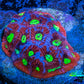 Favites Coral - Frag WYSIWYG Favites Coral - Frag WYSIWYG Aquarium Decor Favites Coral - Frag WYSIWYG Zeo Box Reef