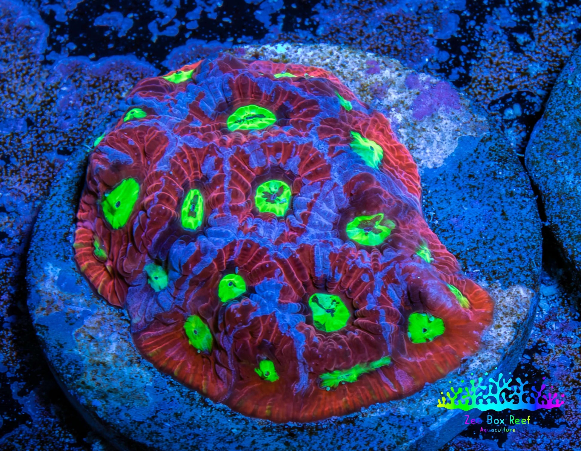 Favites Coral - Frag WYSIWYG Favites Coral - Frag WYSIWYG Aquarium Decor Favites Coral - Frag WYSIWYG Zeo Box Reef
