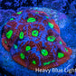 Favites Coral - Frag WYSIWYG Favites Coral - Frag WYSIWYG Aquarium Decor Favites Coral - Frag WYSIWYG Zeo Box Reef