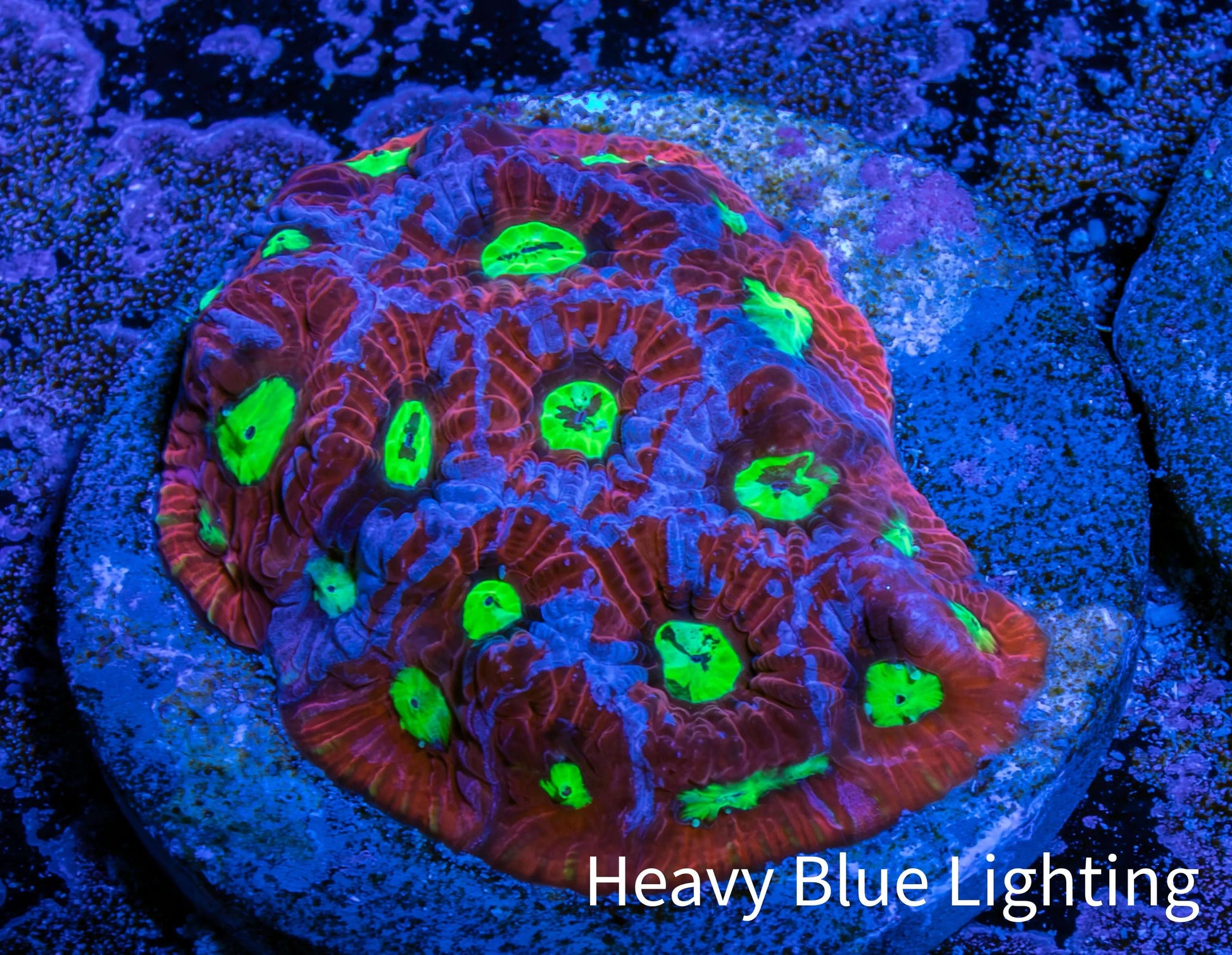 Favites Coral - Frag WYSIWYG Favites Coral - Frag WYSIWYG Aquarium Decor Favites Coral - Frag WYSIWYG Zeo Box Reef