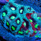 Favites Coral - Frag WYSIWYG Favites Coral - Frag WYSIWYG Aquarium Decor Favites Coral - Frag WYSIWYG Zeo Box Reef