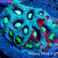 Favites Coral - Frag WYSIWYG Favites Coral - Frag WYSIWYG Aquarium Decor Favites Coral - Frag WYSIWYG Zeo Box Reef