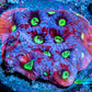 Favites Coral - Frag WYSIWYG Favites Coral - Frag WYSIWYG Aquarium Decor Favites Coral - Frag WYSIWYG Zeo Box Reef