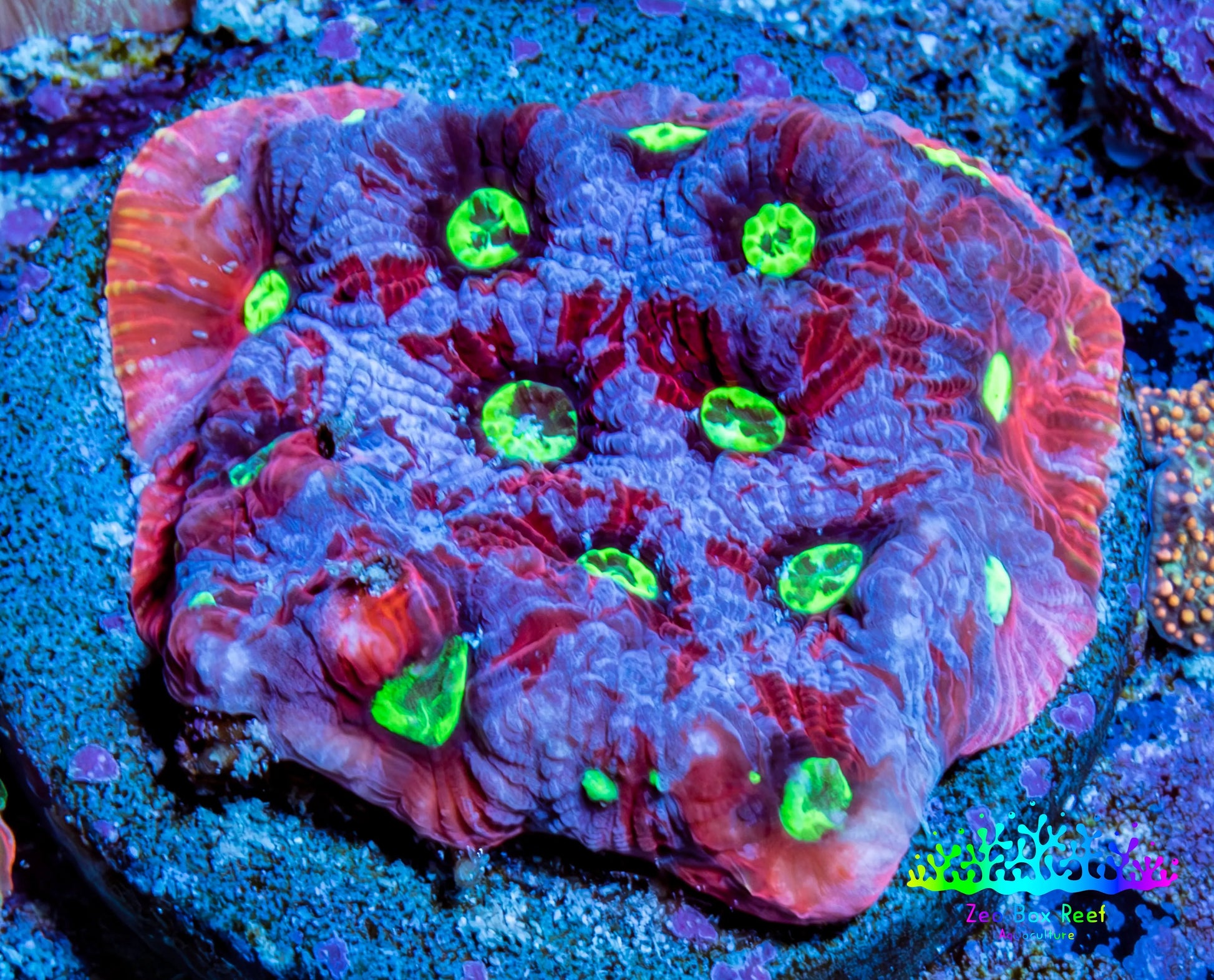 Favites Coral - Frag WYSIWYG Favites Coral - Frag WYSIWYG Aquarium Decor Favites Coral - Frag WYSIWYG Zeo Box Reef
