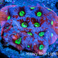 Favites Coral - Frag WYSIWYG Favites Coral - Frag WYSIWYG Aquarium Decor Favites Coral - Frag WYSIWYG Zeo Box Reef