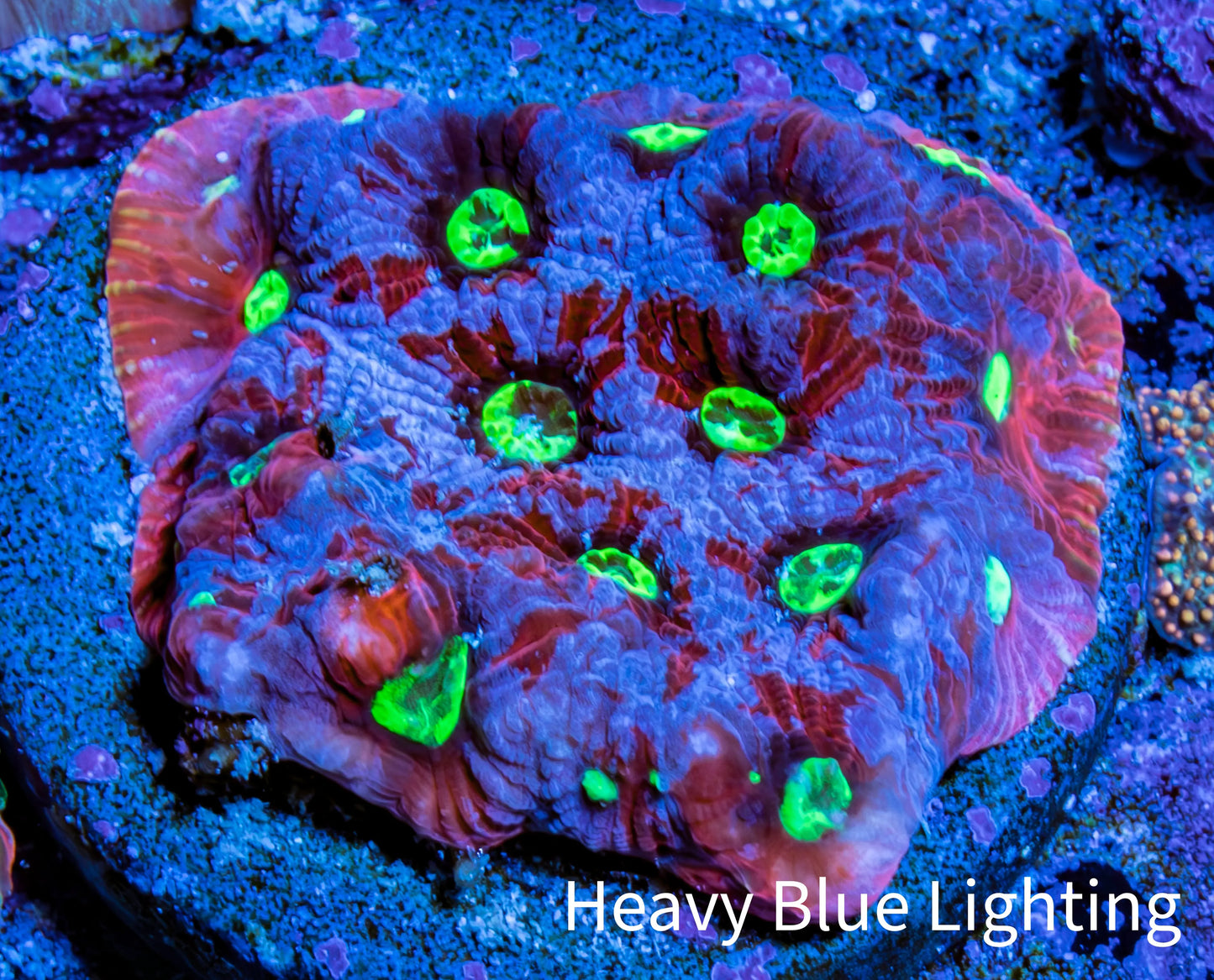 Favites Coral - Frag WYSIWYG Favites Coral - Frag WYSIWYG Aquarium Decor Favites Coral - Frag WYSIWYG Zeo Box Reef