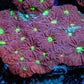 Favites Coral - Frag Favites Coral - Frag Aquarium Decor Favites Coral - Frag Zeo Box Reef