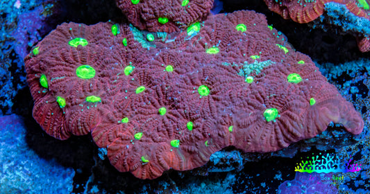 Favites Coral - Frag Favites Coral - Frag Aquarium Decor Favites Coral - Frag Zeo Box Reef