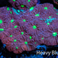 Favites Coral - Frag Favites Coral - Frag Aquarium Decor Favites Coral - Frag Zeo Box Reef