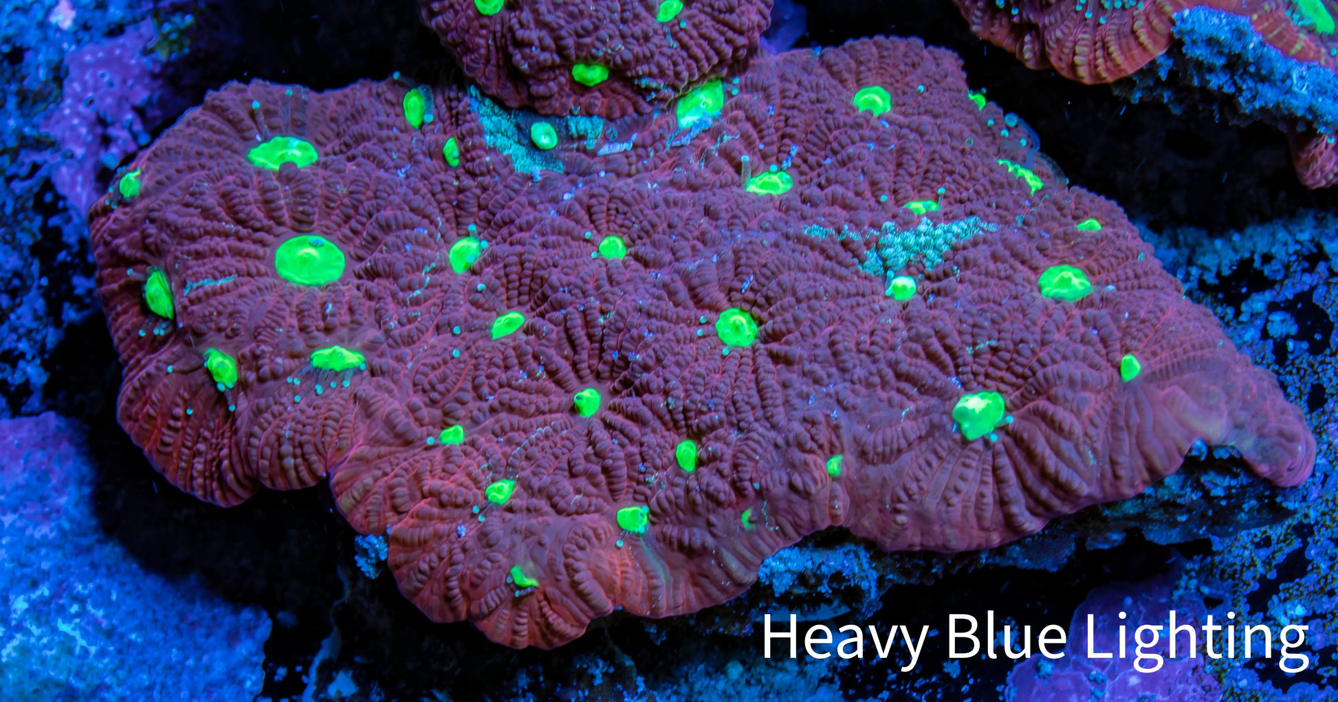 Favites Coral - Frag Favites Coral - Frag Aquarium Decor Favites Coral - Frag Zeo Box Reef