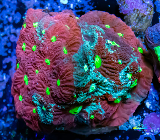 Favites Coral - Green, Red and Yellow  Frag Favites Coral - Green, Red and Yellow  Frag Aquarium Decor Favites Coral - Green, Red and Yellow  Frag Zeo Box Reef