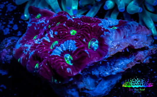 Favites Coral - WYSIWYG Frag - A1R4B2 Favites Coral - WYSIWYG Frag - A1R4B2 Aquarium Decor Favites Coral - WYSIWYG Frag - A1R4B2 Zeo Box Reef