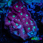 Favites Coral - WYSIWYG Frag - A2R4B2 Favites Coral - WYSIWYG Frag - A2R4B2 Aquarium Decor Favites Coral - WYSIWYG Frag - A2R4B2 Zeo Box Reef