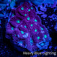 Favites Coral - WYSIWYG Frag - A2R4B2 Favites Coral - WYSIWYG Frag - A2R4B2 Aquarium Decor Favites Coral - WYSIWYG Frag - A2R4B2 Zeo Box Reef