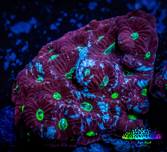 Favites Coral - WYSIWYG Frag - B1R4B2 Favites Coral - WYSIWYG Frag - B1R4B2 Aquarium Decor Favites Coral - WYSIWYG Frag - B1R4B2 Zeo Box Reef