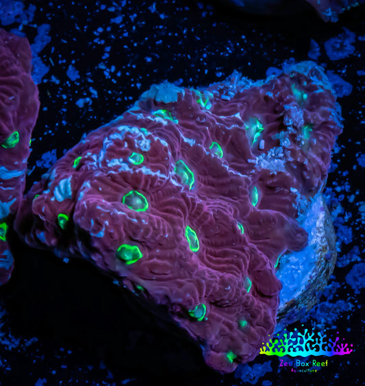 Favites Coral - WYSIWYG Frag - B2R4B2 Favites Coral - WYSIWYG Frag - B2R4B2 Aquarium Decor Favites Coral - WYSIWYG Frag - B2R4B2 Zeo Box Reef