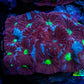 Favites Coral - WYSIWYG Frag - C1R4B2 Favites Coral - WYSIWYG Frag - C1R4B2 Aquarium Decor Favites Coral - WYSIWYG Frag - C1R4B2 Zeo Box Reef