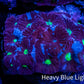 Favites Coral - WYSIWYG Frag - C1R4B2 Favites Coral - WYSIWYG Frag - C1R4B2 Aquarium Decor Favites Coral - WYSIWYG Frag - C1R4B2 Zeo Box Reef