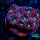 Favites Coral - WYSIWYG Frag - E1R4B2 Favites Coral - WYSIWYG Frag - E1R4B2 Aquarium Decor Favites Coral - WYSIWYG Frag - E1R4B2 Zeo Box Reef