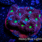 Favites Coral - WYSIWYG Frag - E1R4B2 Favites Coral - WYSIWYG Frag - E1R4B2 Aquarium Decor Favites Coral - WYSIWYG Frag - E1R4B2 Zeo Box Reef