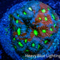 Favites Coral - WYSIWYG Frag - E5R4B1 Favites Coral - WYSIWYG Frag - E5R4B1 Aquarium Decor Favites Coral - WYSIWYG Frag - E5R4B1 Zeo Box Reef