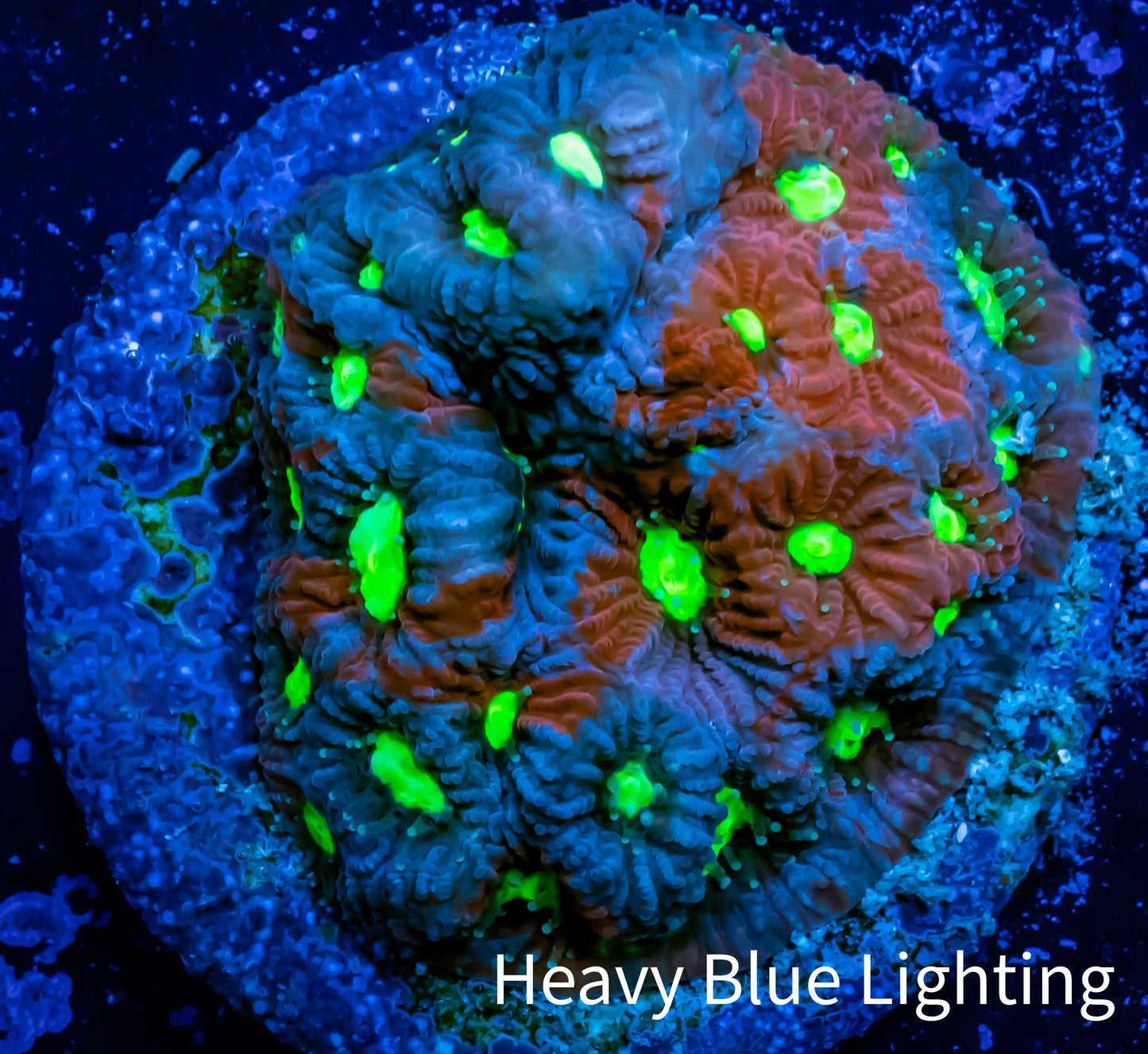 Favites Coral - WYSIWYG Frag - E5R4B1 Favites Coral - WYSIWYG Frag - E5R4B1 Aquarium Decor Favites Coral - WYSIWYG Frag - E5R4B1 Zeo Box Reef
