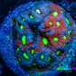 Favites Coral - WYSIWYG Frag - E5R4B1 Favites Coral - WYSIWYG Frag - E5R4B1 Aquarium Decor Favites Coral - WYSIWYG Frag - E5R4B1 Zeo Box Reef