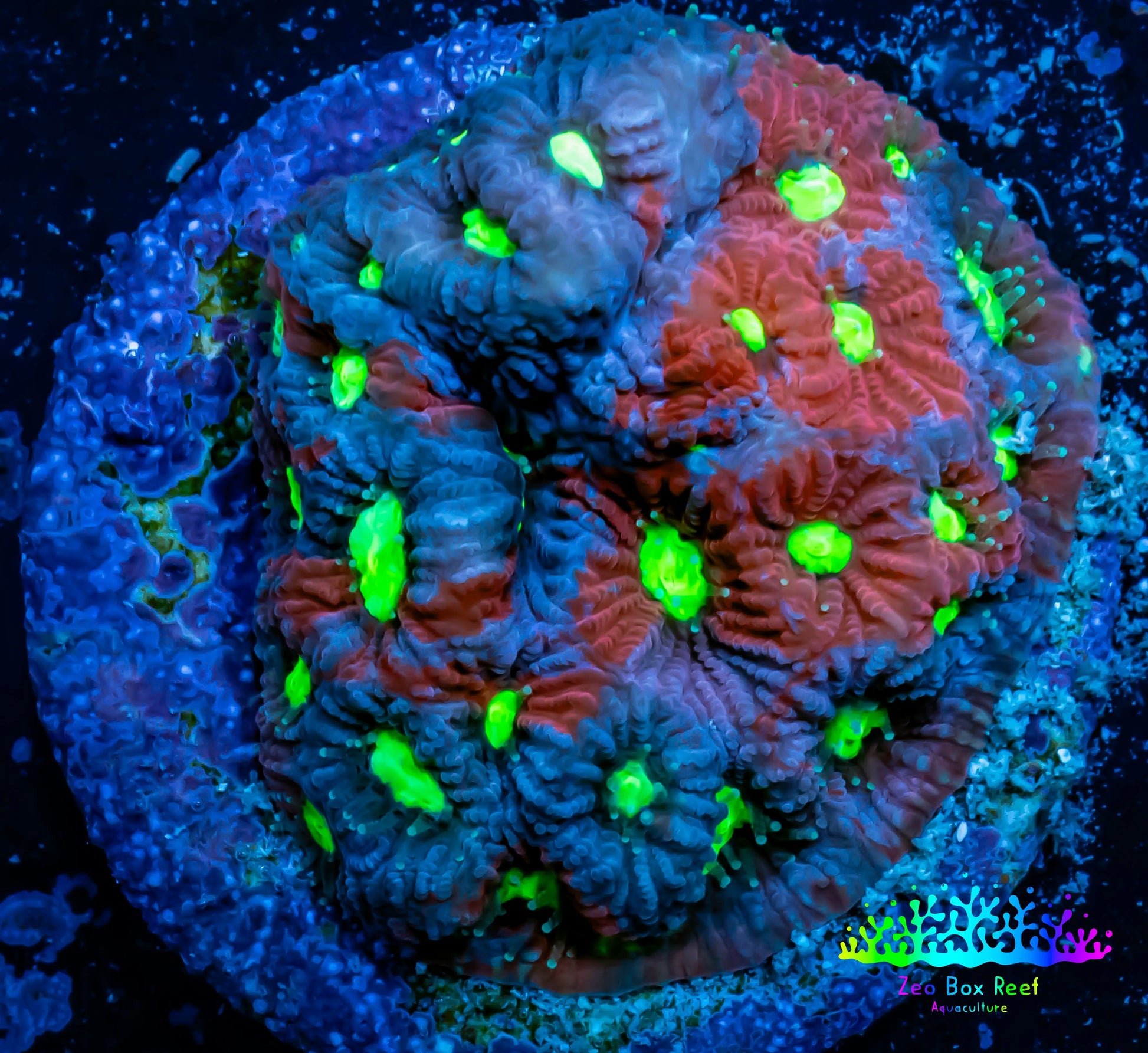 Favites Coral - WYSIWYG Frag - E5R4B1 Favites Coral - WYSIWYG Frag - E5R4B1 Aquarium Decor Favites Coral - WYSIWYG Frag - E5R4B1 Zeo Box Reef