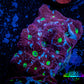 Favites Coral - WYSIWYG Frag - F1R4B2 Favites Coral - WYSIWYG Frag - F1R4B2 Aquarium Decor Favites Coral - WYSIWYG Frag - F1R4B2 Zeo Box Reef