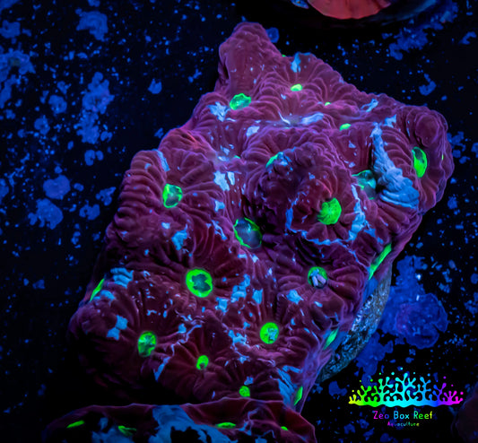 Favites Coral - WYSIWYG Frag - F1R4B2 Favites Coral - WYSIWYG Frag - F1R4B2 Aquarium Decor Favites Coral - WYSIWYG Frag - F1R4B2 Zeo Box Reef