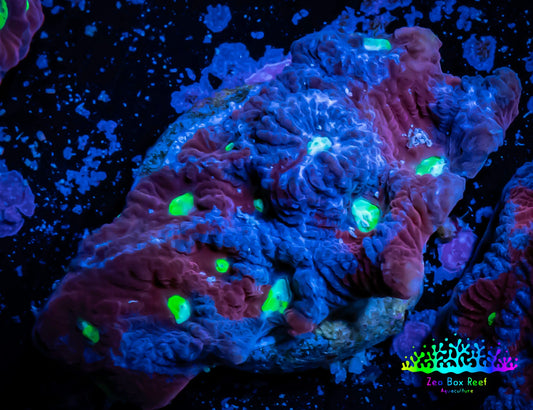 Favites Coral - WYSIWYG Frag - F2R4B2 Favites Coral - WYSIWYG Frag - F2R4B2 Aquarium Decor Favites Coral - WYSIWYG Frag - F2R4B2 Zeo Box Reef