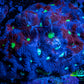 Favites Coral - WYSIWYG Frag - F3R4B2 Favites Coral - WYSIWYG Frag - F3R4B2 Aquarium Decor Favites Coral - WYSIWYG Frag - F3R4B2 Zeo Box Reef