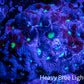Favites Coral - WYSIWYG Frag - F3R4B2 Favites Coral - WYSIWYG Frag - F3R4B2 Aquarium Decor Favites Coral - WYSIWYG Frag - F3R4B2 Zeo Box Reef