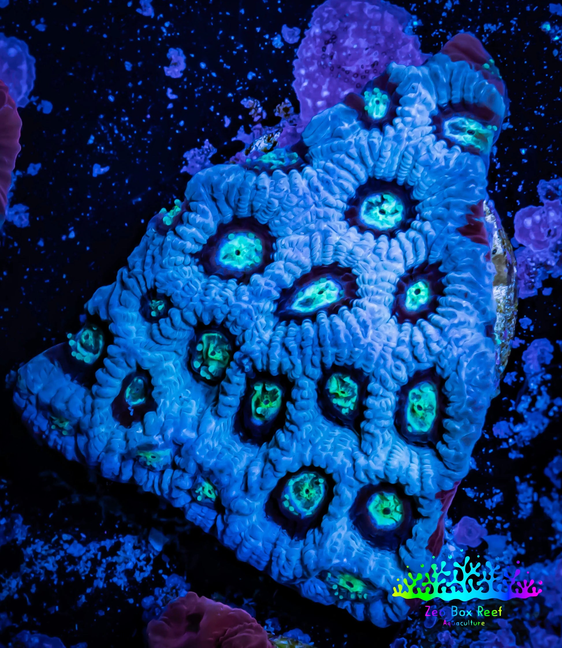 Favites Coral - WYSIWYG Frag - H2R4B2 Favites Coral - WYSIWYG Frag - H2R4B2 Aquarium Decor Favites Coral - WYSIWYG Frag - H2R4B2 Zeo Box Reef