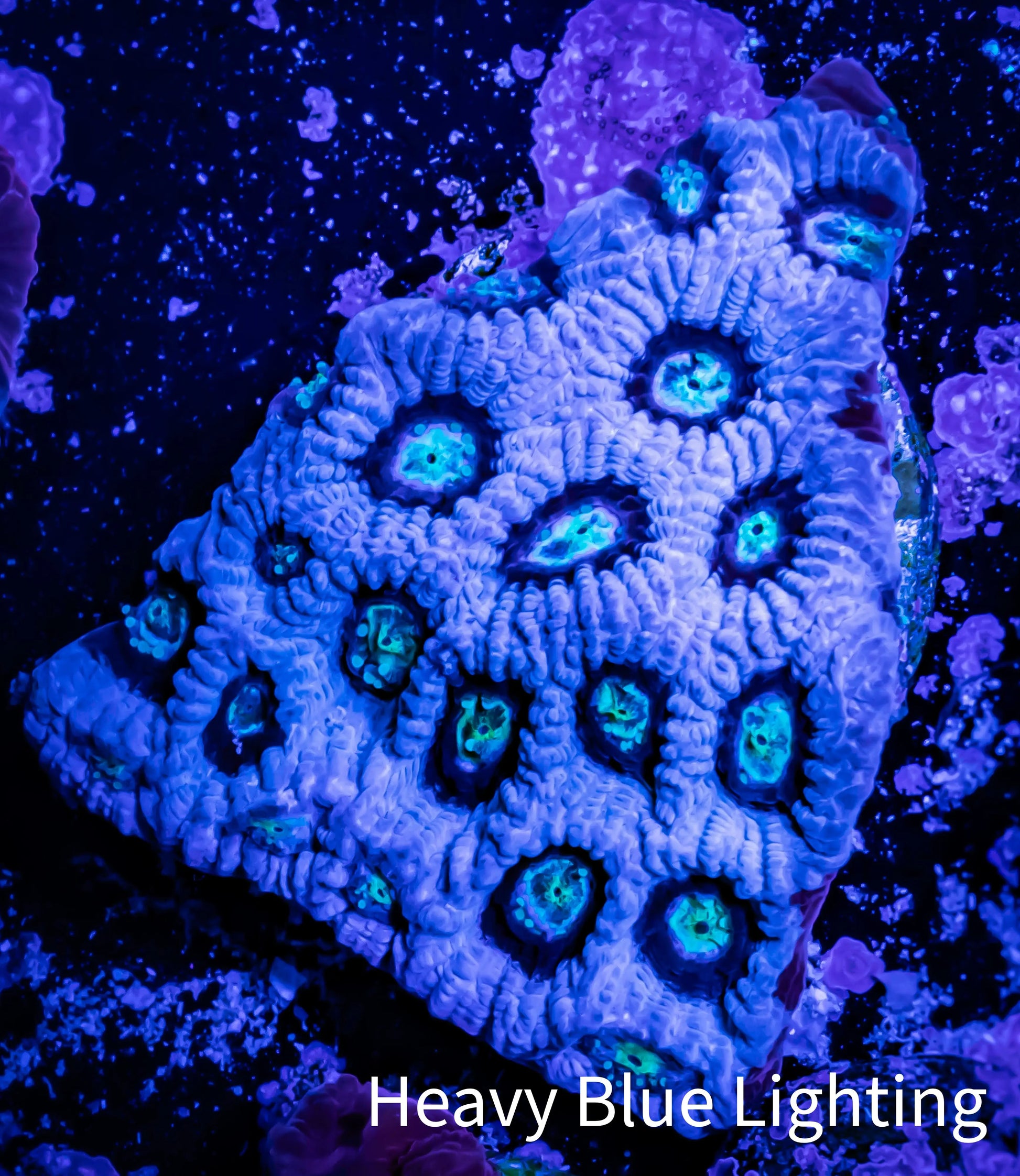 Favites Coral - WYSIWYG Frag - H2R4B2 Favites Coral - WYSIWYG Frag - H2R4B2 Aquarium Decor Favites Coral - WYSIWYG Frag - H2R4B2 Zeo Box Reef