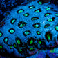 Favites Coral - WYSIWYG Frag - H2R4B2 Favites Coral - WYSIWYG Frag - H2R4B2 Aquarium Decor Favites Coral - WYSIWYG Frag - H2R4B2 Zeo Box Reef