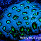 Favites Coral - WYSIWYG Frag - H2R4B2 Favites Coral - WYSIWYG Frag - H2R4B2 Aquarium Decor Favites Coral - WYSIWYG Frag - H2R4B2 Zeo Box Reef