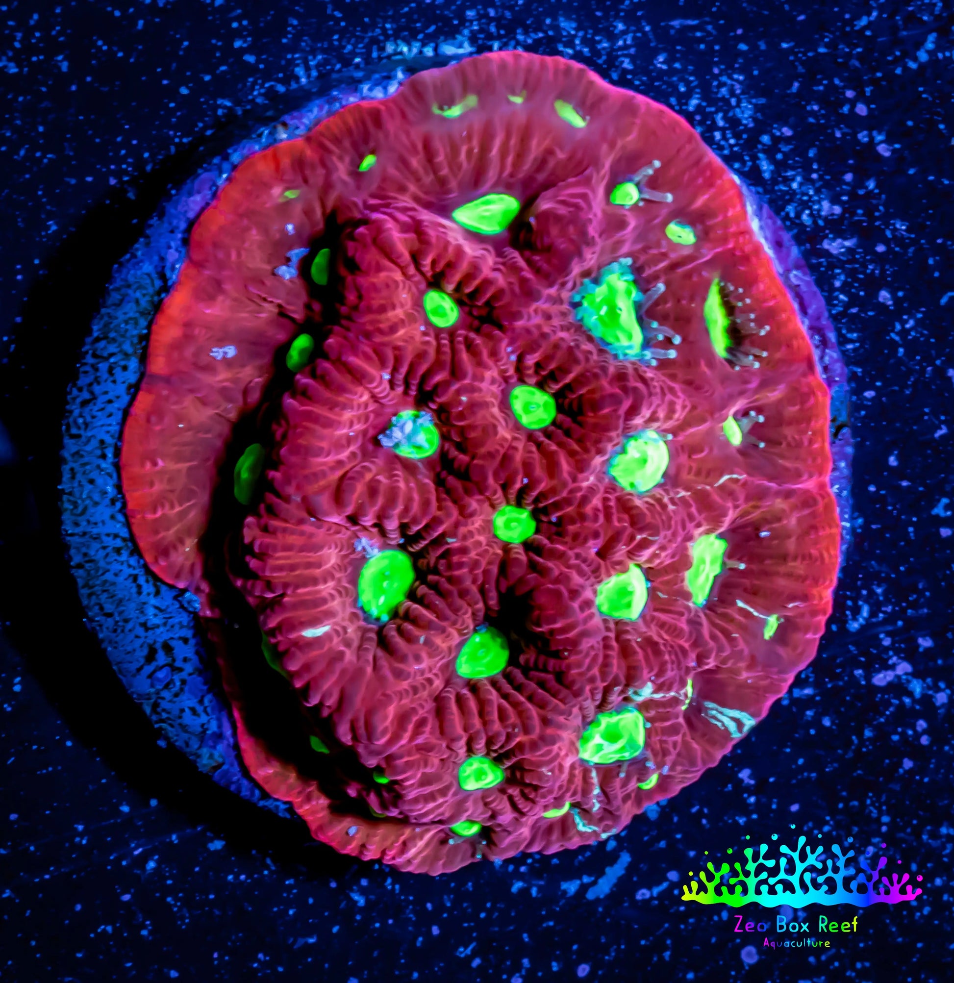 Favites Coral - WYSIWYG Frag Favites Coral - WYSIWYG Frag Aquarium Decor Favites Coral - WYSIWYG Frag Zeo Box Reef