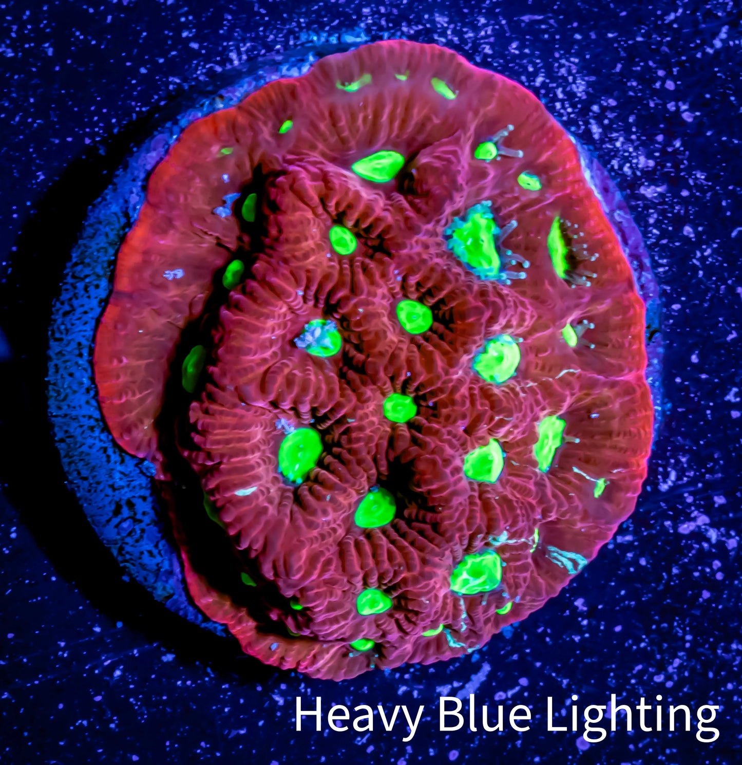 Favites Coral - WYSIWYG Frag Favites Coral - WYSIWYG Frag Aquarium Decor Favites Coral - WYSIWYG Frag Zeo Box Reef
