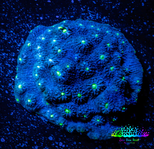Favites Coral - WYSIWYG Frag Favites Coral - WYSIWYG Frag Aquarium Decor Favites Coral - WYSIWYG Frag Zeo Box Reef